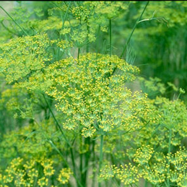 Dill Bouquet