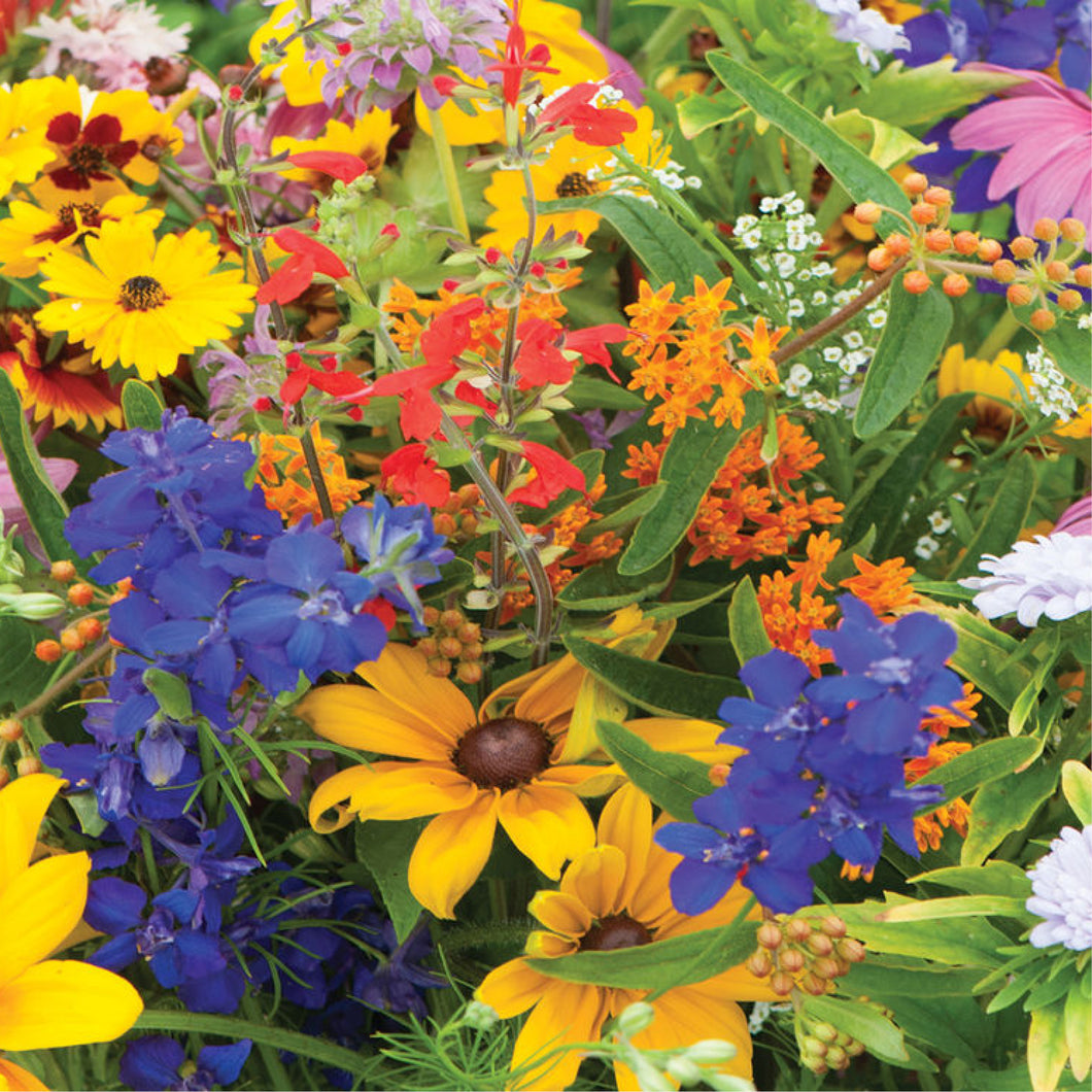 Hummingbird & Butterfly Mix