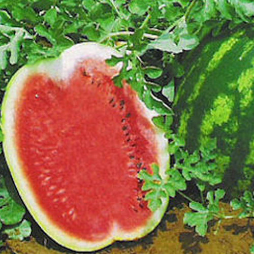 Watermelon Clifton Seed Company